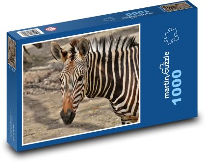 Zebra - wild animal - Puzzle 1000 pieces, size 60x46 cm 