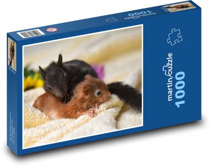 Veverička - mláďatá, bábätká - Puzzle 1000 dielikov, rozmer 60x46 cm