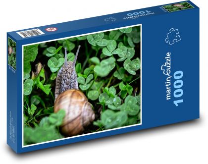 Schnecke - Muschel, Tier - Puzzle - 1000 Teile