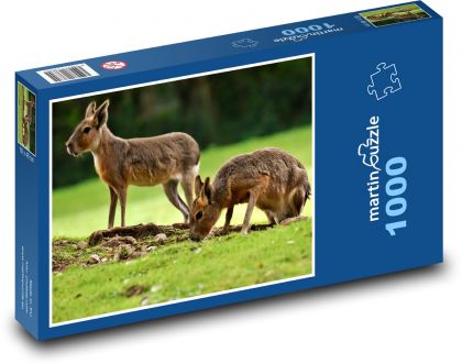 Králici pampy - zvíře, zoo - Puzzle 1000 dílků, rozměr 60x46 cm