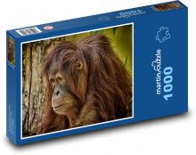 Orangutan - opice, zoo Puzzle 1000 dílků - 60 x 46 cm