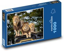 Lev - dravec, zvíře Puzzle 1000 - 60x46 cm