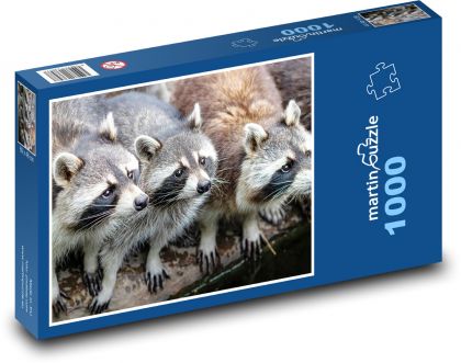 Waschbären - Tiere, Zoo - Puzzle - 1000 Teile
