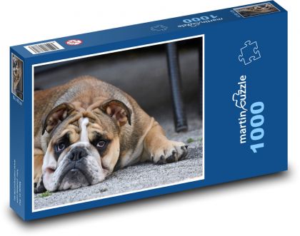 Pes, buldok, štěně - Puzzle 1000 dílků, rozměr 60x46 cm