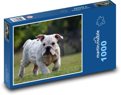 Buldok - štěně, pes - Puzzle 1000 dílků, rozměr 60x46 cm