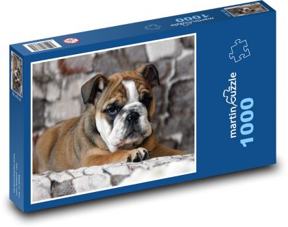 Štěně - buldok, pes - Puzzle 1000 dílků, rozměr 60x46 cm