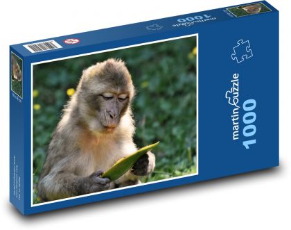 Barbarian macaque - monkey, animal - Puzzle 1000 pieces, size 60x46 cm 