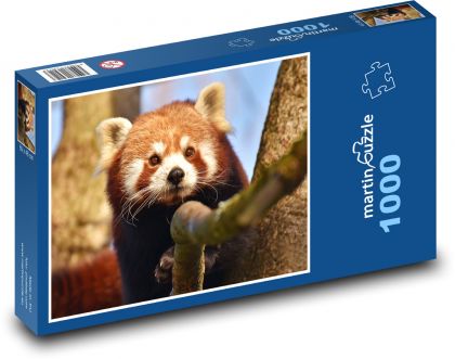 Červená panda - zviera, medveď - Puzzle 1000 dielikov, rozmer 60x46 cm
