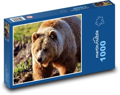 Medvěd hnědý - savec, zvíře - Puzzle 1000 dílků, rozměr 60x46 cm