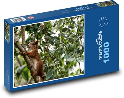 Squirrel - rodent, animal - Puzzle 1000 pieces, size 60x46 cm 