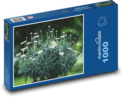 Sedmikrásky - květiny, zahrada - Puzzle 1000 dílků, rozměr 60x46 cm
