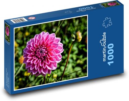 Růžová jiřina - zahradní květina, podzim - Puzzle 1000 dílků, rozměr 60x46 cm