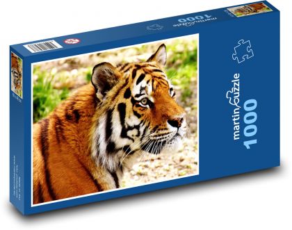 Tygr - velká kočka, dravec - Puzzle 1000 dílků, rozměr 60x46 cm