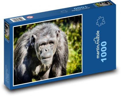 Šimpanz - opice, zoo - Puzzle 1000 dielikov, rozmer 60x46 cm