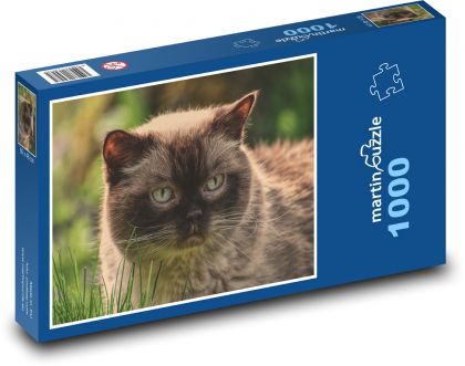 Britská krátkosrstá mačka - domáci maznáčik - Puzzle 1000 dielikov, rozmer 60x46 cm