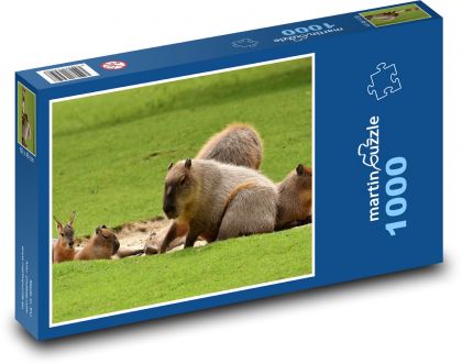 Kapibara - zwierzę, ssak - Puzzle 1000 elementów, rozmiar 60x46 cm