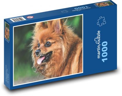 Trpasličí špic - pes, domácí zvíře - Puzzle 1000 dílků, rozměr 60x46 cm
