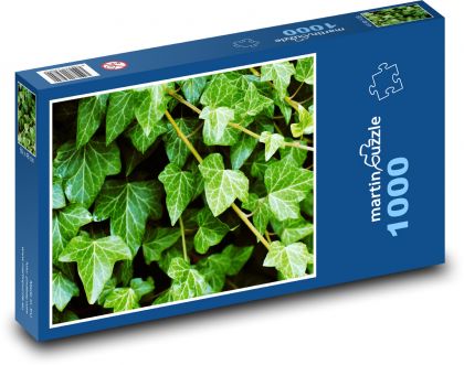 Ivy - plant, garden - Puzzle 1000 pieces, size 60x46 cm 