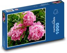 Růžová pivoňka - květ, zahrada Puzzle 1000 - 60x46 cm