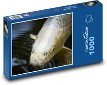 Koi - exotický kapr, ryba Puzzle 1000 - 60x46 cm