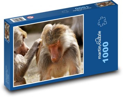 Baboons - monkeys, animals - Puzzle 1000 pieces, size 60x46 cm 