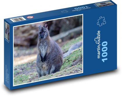 Kengura - zviera, Austrália - Puzzle 1000 dielikov, rozmer 60x46 cm