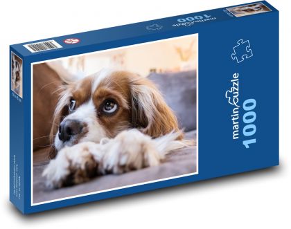 Dog - puppy, pet - Puzzle 1000 pieces, size 60x46 cm 