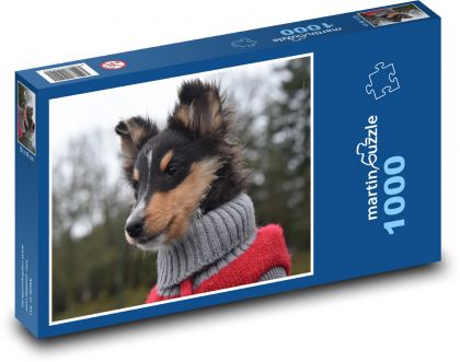 Owczarek Szetlandzki - pies, zwierzę - Puzzle 1000 elementów, rozmiar 60x46 cm