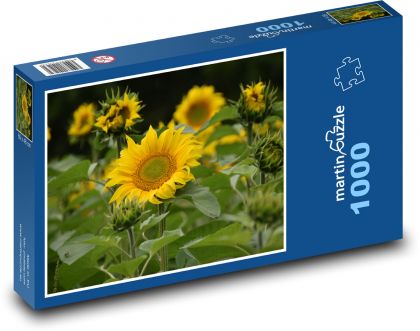 Slunečnice - žluté květiny - Puzzle 1000 dílků, rozměr 60x46 cm