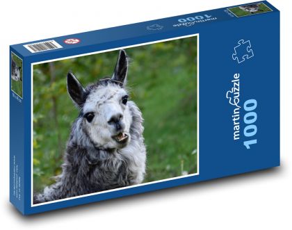 Alpaka - zviera, zoo - Puzzle 1000 dielikov, rozmer 60x46 cm