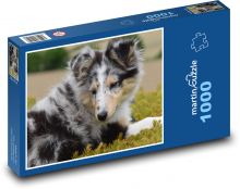 Pies - Owczarek Szetlandzki, ściana Puzzle 1000 elementów - 60x46 cm