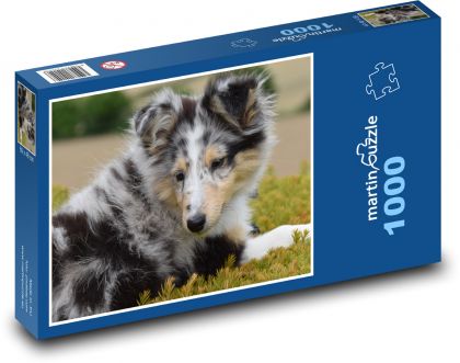 Pes - Shetlendský ovčiak, stene - Puzzle 1000 dielikov, rozmer 60x46 cm