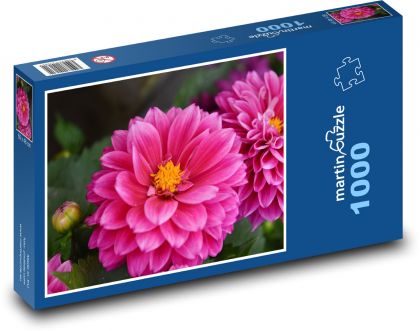 Jiřina - růžový květ, zahrada - Puzzle 1000 dílků, rozměr 60x46 cm