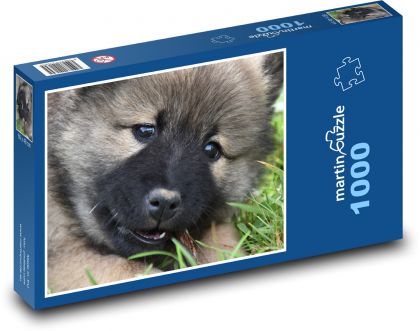 Dog - eurasier, puppy - Puzzle 1000 pieces, size 60x46 cm 