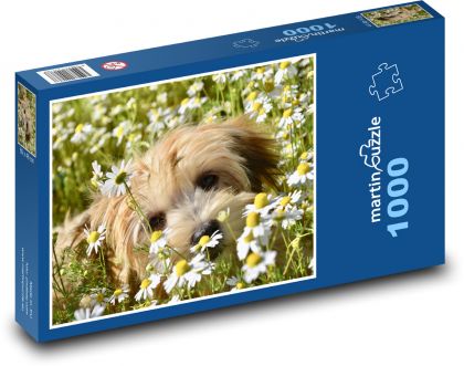 Havana dog - stokrotki, łąka - Puzzle 1000 elementów, rozmiar 60x46 cm