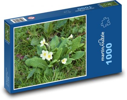 Pierwiosnek - wiosna, kwiaty - Puzzle 1000 elementów, rozmiar 60x46 cm