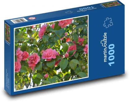 Kamélie - květiny, růžový květ - Puzzle 1000 dílků, rozměr 60x46 cm
