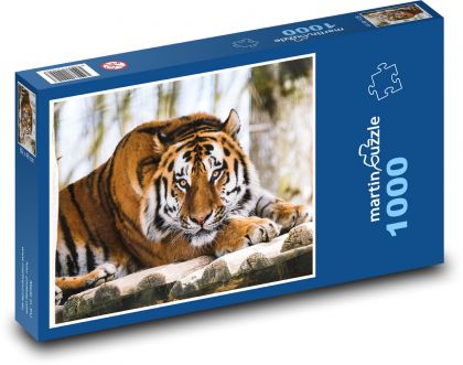 Tygrys - zwierzę, zoo - Puzzle 1000 elementów, rozmiar 60x46 cm