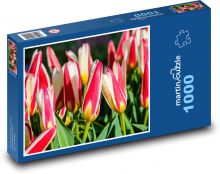 Tulpen - Blumen, Garten Puzzle 1000 Teile - 60 x 46 cm