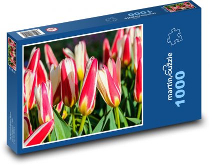 Tulipány - květiny, zahrada - Puzzle 1000 dílků, rozměr 60x46 cm