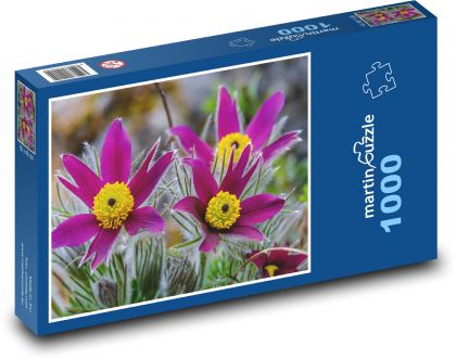Koniklec - květ, jaro - Puzzle 1000 dílků, rozměr 60x46 cm