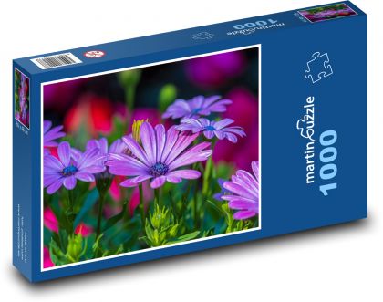 Stokrotka - kwiat, ogród - Puzzle 1000 elementów, rozmiar 60x46 cm