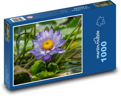 Lotusblume - Blume, Teich - Puzzle - 1000 Teile