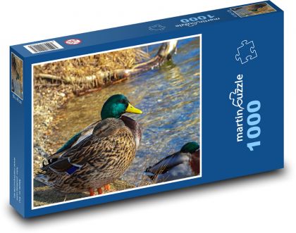 Káčer - kačica, vtáky - Puzzle 1000 dielikov, rozmer 60x46 cm