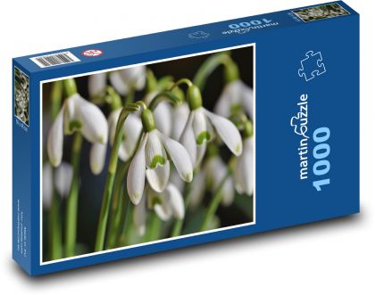 Sněženky - květina, jaro - Puzzle 1000 dílků, rozměr 60x46 cm
