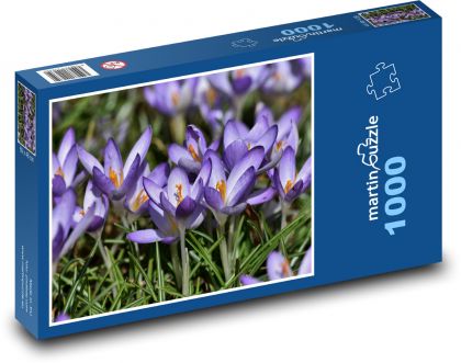 Crocus - flower, garden - Puzzle 1000 pieces, size 60x46 cm 