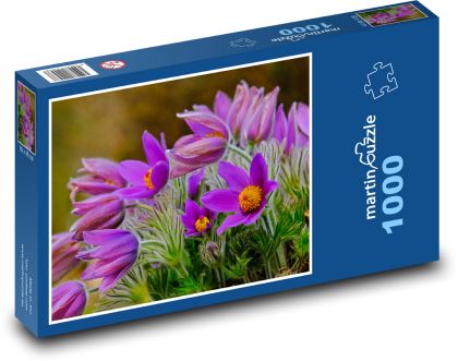 Krokus - fialový květ, jaro - Puzzle 1000 dílků, rozměr 60x46 cm