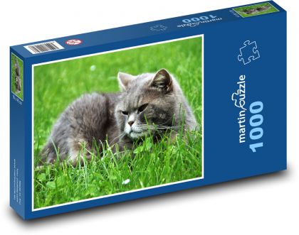 Britská kočka - modrá, kocour - Puzzle 1000 dílků, rozměr 60x46 cm