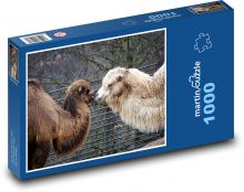 Wielbłądy - zwierzę, safari Puzzle 1000 elementów - 60x46 cm