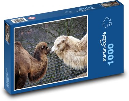 Wielbłądy - zwierzę, safari - Puzzle 1000 elementów, rozmiar 60x46 cm